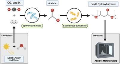 Production of PHB From CO2-Derived Acetate With Minimal Processing Assessed for Space Biomanufacturing